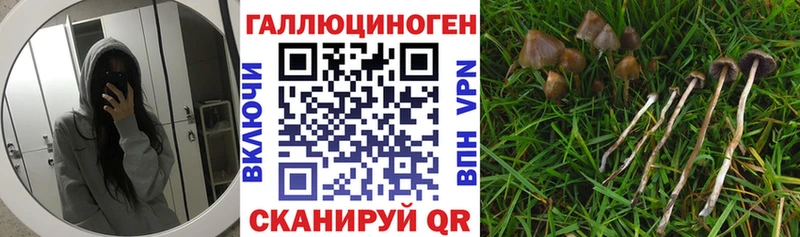 закладка  мега ТОР  Галлюциногенные грибы Cubensis  Туран 